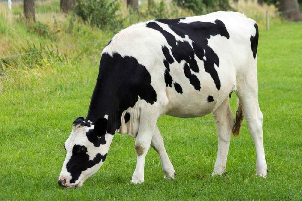 奶牛發(fā)燒用藥，獸藥殘留檢測(cè)儀幫你檢測(cè)是否超標(biāo)