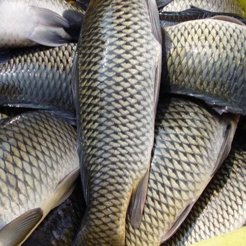 草魚中檢測(cè)出獸藥殘留，為什么水產(chǎn)品頻頻中招