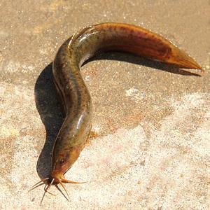 黃鱔中檢測(cè)出抗生素殘留主要問題關(guān)鍵在哪？