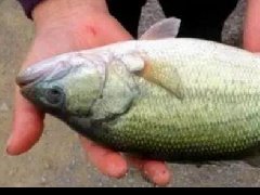 水產(chǎn)養(yǎng)殖中檢測(cè)出非法添加的孔雀石綠，怎么看？