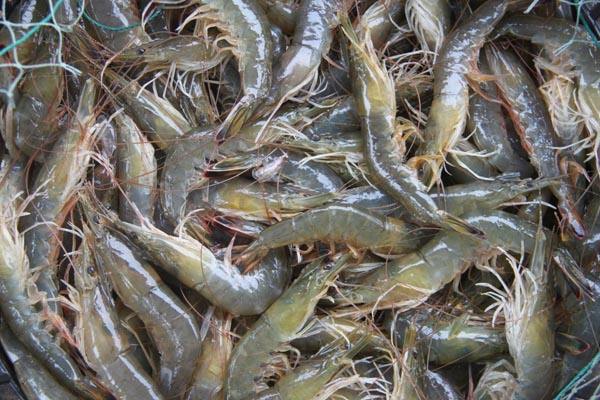 水產(chǎn)品氯霉素再次被檢測(cè)出，一旦發(fā)現(xiàn)立馬嚴(yán)處