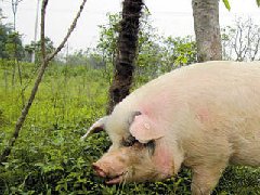 死豬肉流入市場,檢察機關正式進入調查