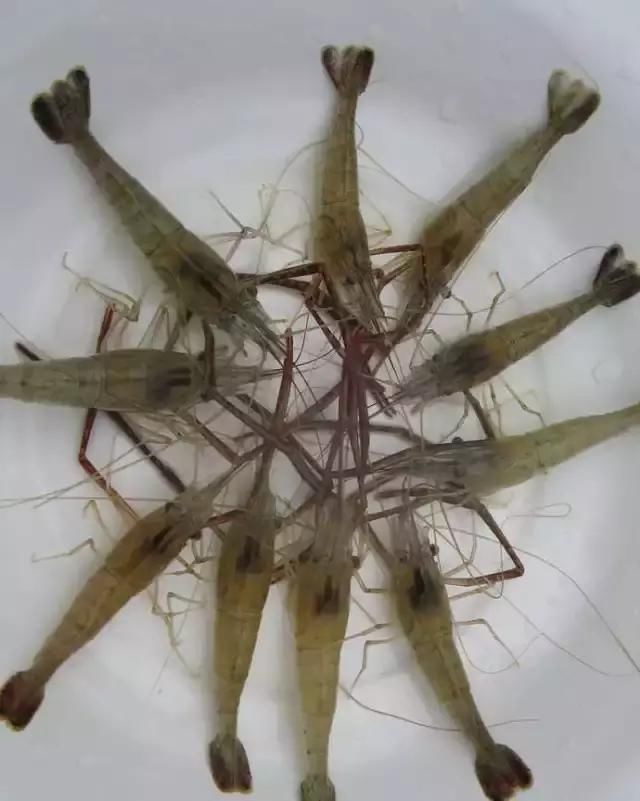 農(nóng)貿(mào)市場(chǎng)中出售的河蝦、鴨肫獸藥殘留超標(biāo)，購(gòu)買時(shí)一定要注意