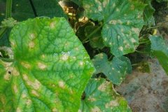 農(nóng)藥殘留速測儀是進行農(nóng)殘檢測**的方式嗎？