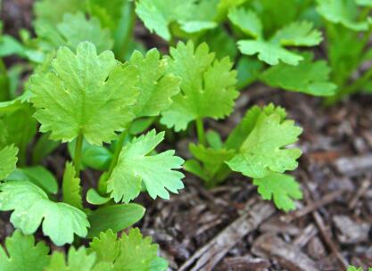 農殘快速檢測儀